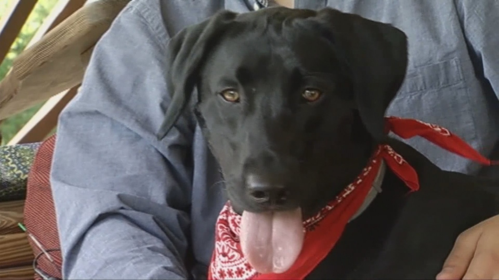 Service dogs alert diabetic patients of blood sugar levels